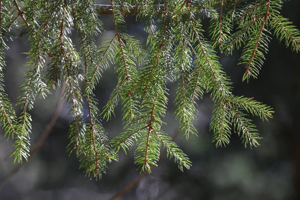 Needles close-up — Stock Photo, Image