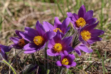 bahar çiçekleri mor pasque 