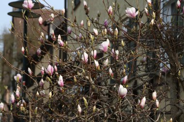 Manolya - çok güzel bahar çiçekleri