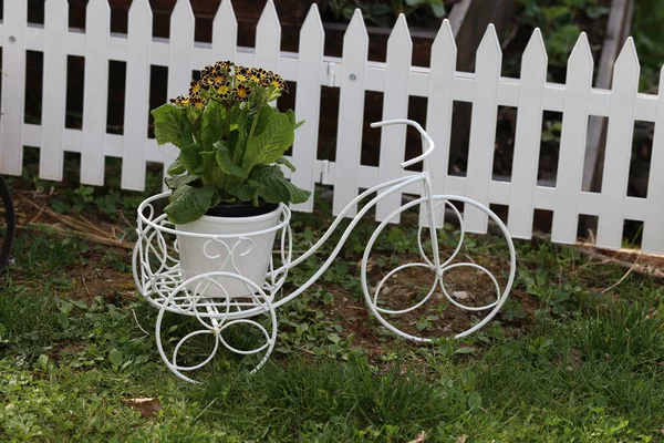 Schöne gelbe Gartenblumen — Stockfoto