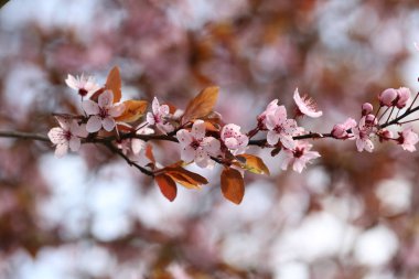 Meyve ağaçlarının baharı.