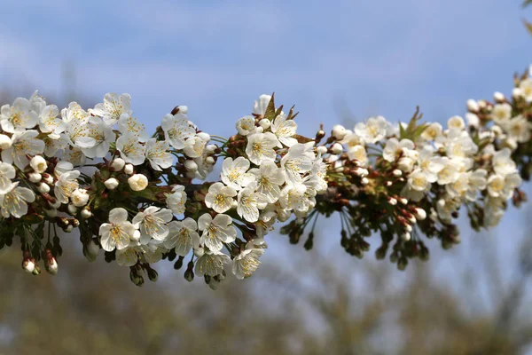 Floração de primavera de árvores de fruto — Fotografia de Stock