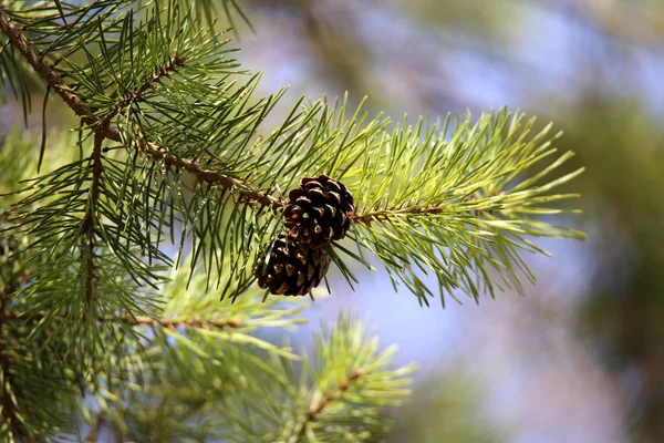 Needles close-up — Stock Photo, Image