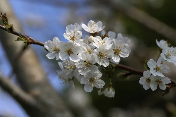 Spring flowering of fruit trees — Stock Photo, Image