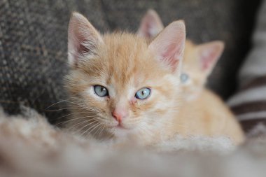  küçük yavru kedi oyna