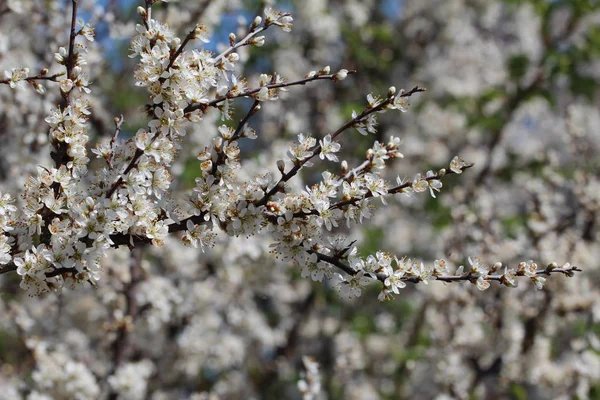 Floración primaveral de árboles frutales — Foto de Stock