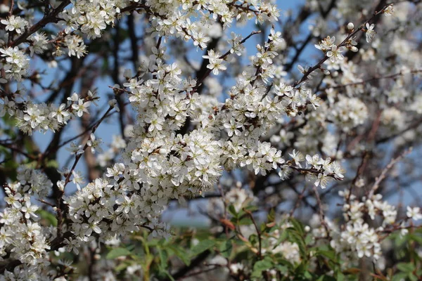 Vårblomning av fruktträd — Stockfoto