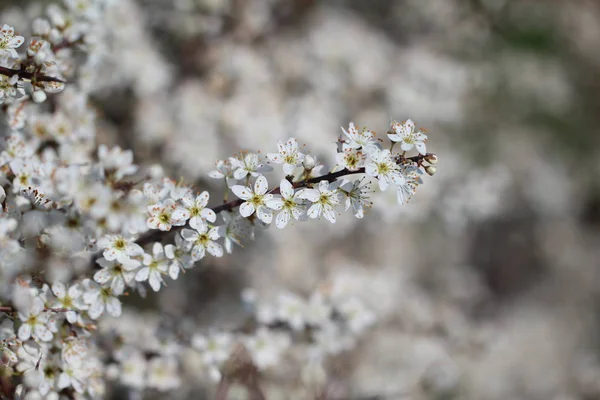 Spring flowering of fruit trees — Stock Photo, Image
