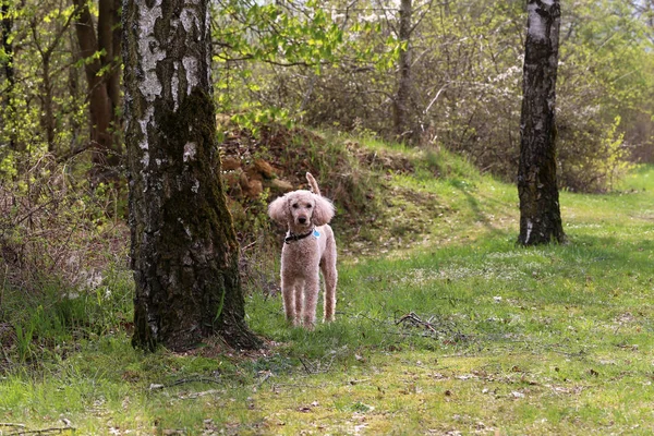 Маленькая собачка на прогулке — стоковое фото