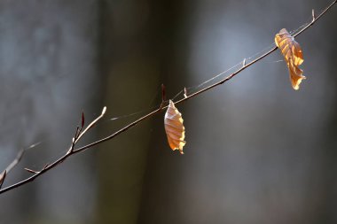 Ağaçta asılı yalnız sarı yaprak