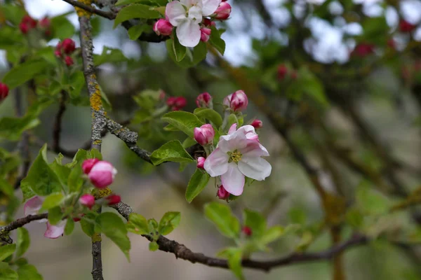 Весеннее цветение фруктовых деревьев — стоковое фото