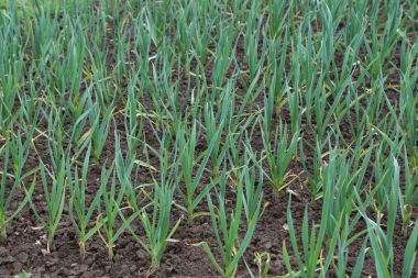 Sarımsak yatağa büyür