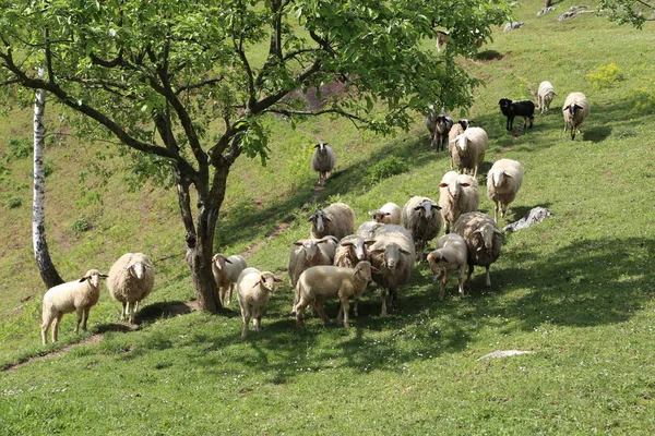 Ovejas y cabras pastan en un pasto —  Fotos de Stock