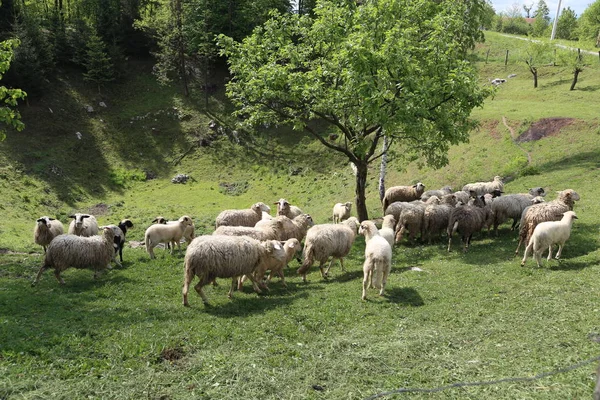 Pecore e capre pascolano in un pascolo — Foto Stock