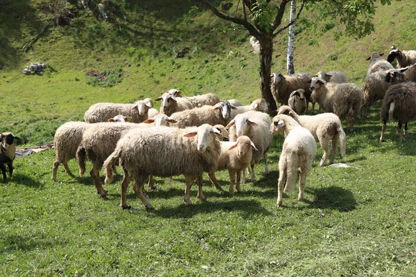 Schapen en geiten grazen in een weiland — Stockfoto