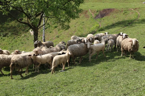 在牧场上吃草的绵羊和山羊 — 图库照片