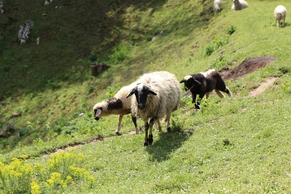 Schapen en geiten grazen in een weiland — Stockfoto