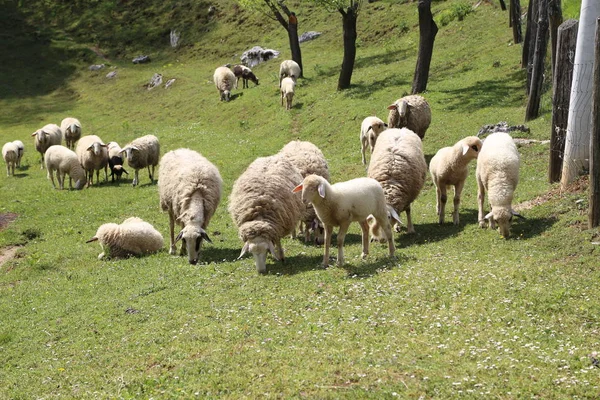 Schapen en geiten grazen in een weiland — Stockfoto