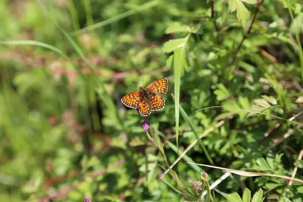 Una mariposa sentada sobre una flor — Foto de Stock