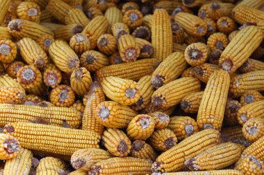 Ahırda Mısır Close-up