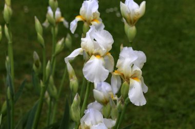 Beyaz Iris / güzel çiçeklerin çiçek yatağı üzerinde