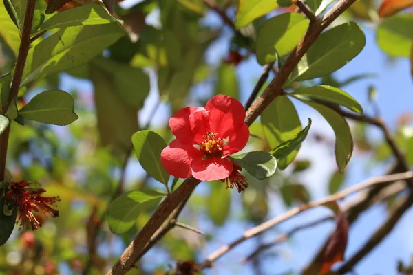 Spring flowering of fruit trees — Stock Photo, Image