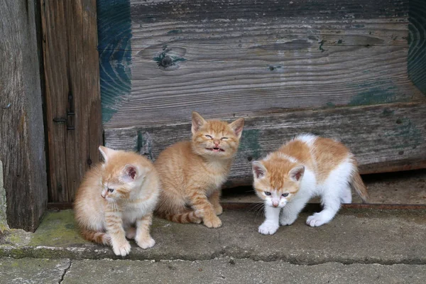 Little kittens play — Stock Photo, Image