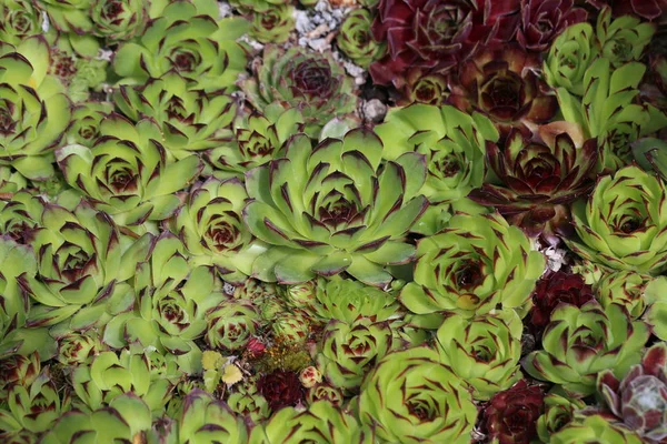 Flowering sempervivum in macro shot — Stock Photo, Image