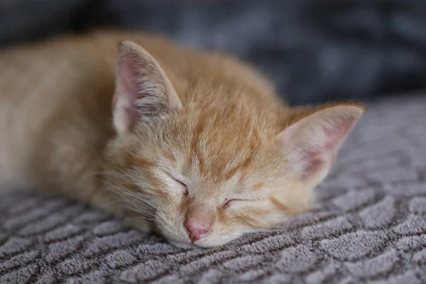 Pequenos gatinhos jogar — Fotografia de Stock