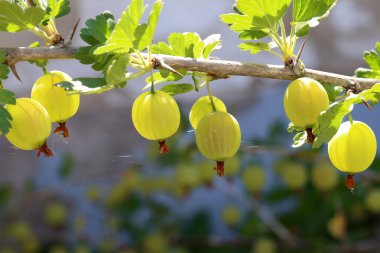 Yeşil bektaşi üzümü bir çalı olgunlaşır
