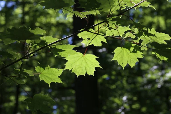 Zielone liście w świetle słonecznym — Zdjęcie stockowe