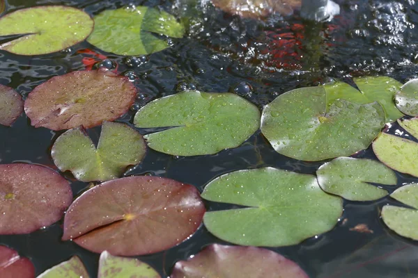 Water lily - όμορφα λουλούδια μεγαλώνουν σε λίμνες — Φωτογραφία Αρχείου