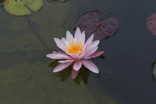 Lindas flores crescem em lagoas — Fotografia de Stock