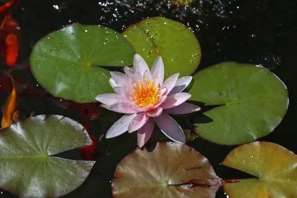 Water Lily Όμορφα Λουλούδια Μεγαλώνουν Λίμνες — Φωτογραφία Αρχείου