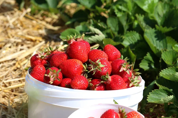 Strawberries / Harvest strawberries