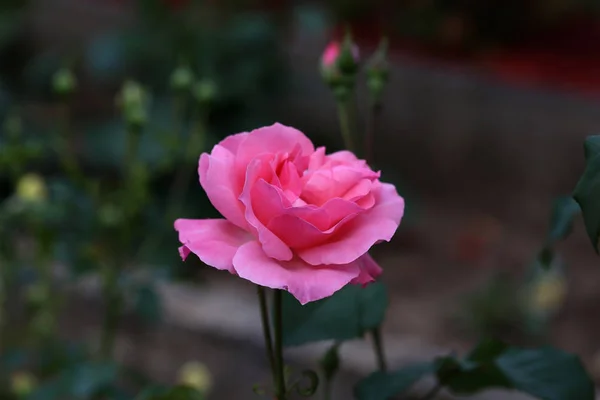 Hermosas rosas en el jardín — Foto de Stock