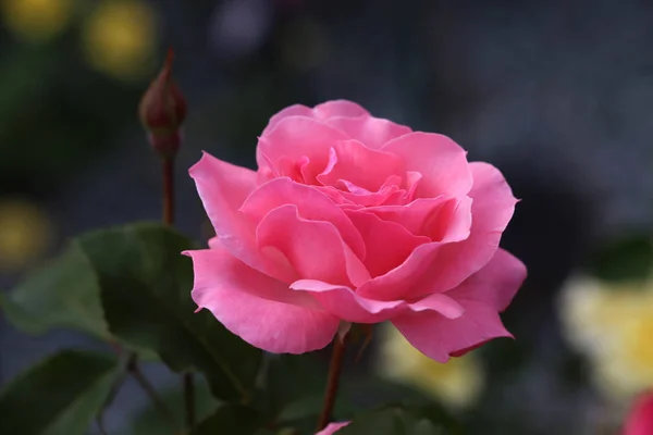 Όμορφα τριαντάφυλλα στον κήπο — Φωτογραφία Αρχείου