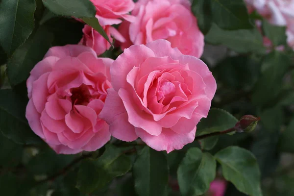 Λουλούδια Όμορφα Τριαντάφυλλα Στον Κήπο — Φωτογραφία Αρχείου