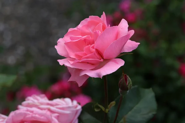 Hermosas rosas en el jardín — Foto de Stock