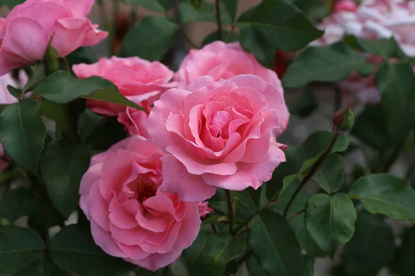 Hermosas rosas en el jardín — Foto de Stock