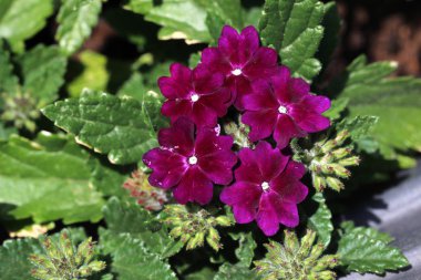 Primula - güzel bahar çiçekleri, bahçe dekorasyonu