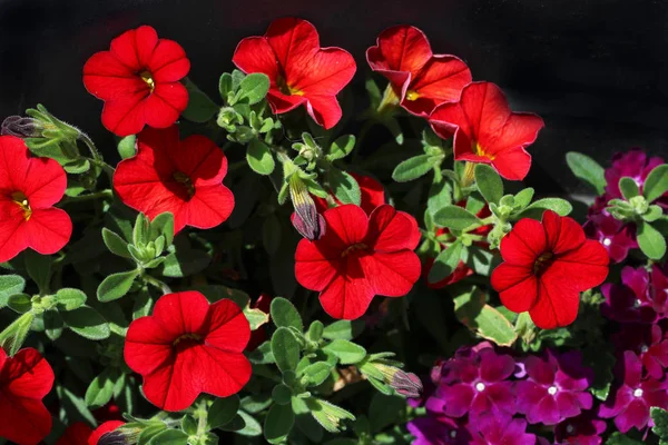 Petunien Eine Sehr Schöne Sommerblume — Stockfoto