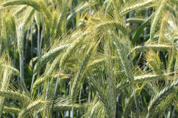 麦畑にトウモロコシの緑耳 — ストック写真