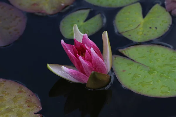 池で睡蓮 美しい花を育てる — ストック写真