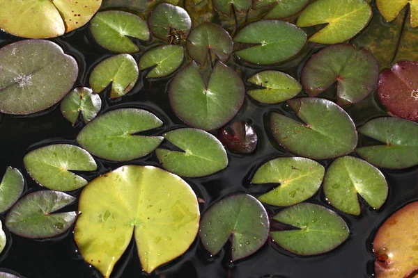 池で睡蓮 美しい花を育てる — ストック写真