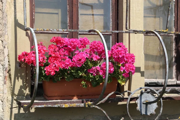Квіти Масло Кропове Вікні — стокове фото