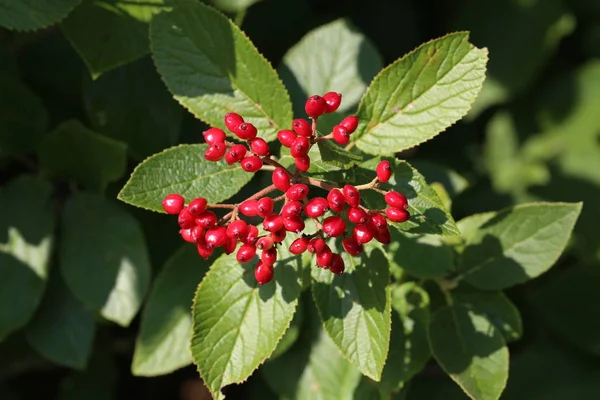 Red Viburnum Bunch Red Berries Viburnum Opulus Commonly Known Guelder — Stock Photo, Image