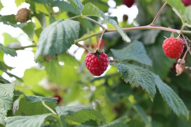 Berry süresi / olgun ahududu Bush