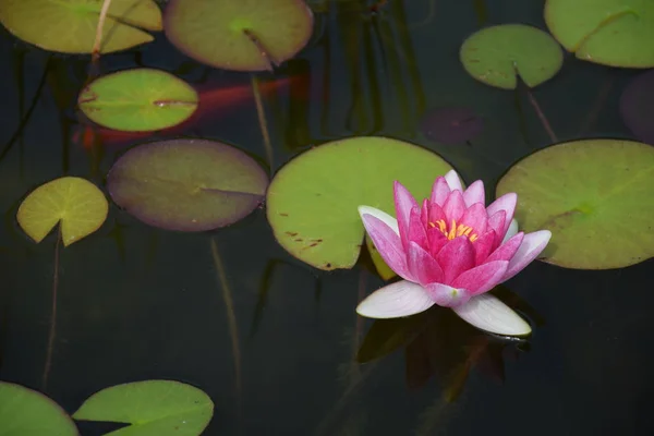 睡蓮の葉が池に泳ぐ — ストック写真