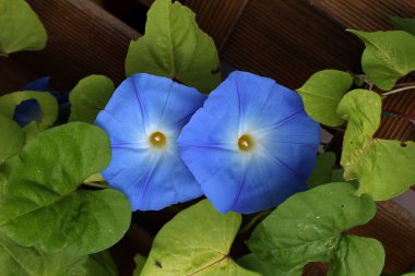 Mavi çiçek convolvulus / Beautiful flowers evde